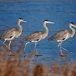 Brandie Vincek, Wildlife Photography