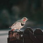 Brandie Vincek, Wildlife Photography
