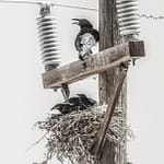 Brandie Vincek, Wildlife Photography