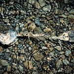 Brandie Vincek, Wildlife Photography