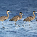 Brandie Vincek, Wildlife Photography