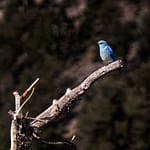 Brandie Vincek, Wildlife Photography