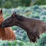Brandie Vincek, Wildlife Photography