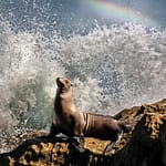Brandie Vincek, Wildlife Photography