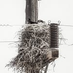 Brandie Vincek, Wildlife Photography