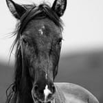 Brandie Vincek, Wildlife Photography