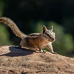 Brandie Vincek, Wildlife Photography