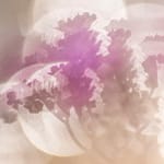 Brandie Vincek, Nature Photography
