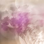 Brandie Vincek, Nature Photography