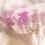 Brandie Vincek, Nature Photography