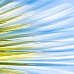 Brandie Vincek, Nature Photography