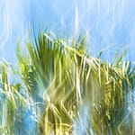 Brandie Vincek, Nature Photography