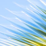 Brandie Vincek, Nature Photography