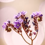 Brandie Vincek, Nature Photography