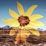 Brandie Vincek, Photo Manipulation
