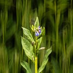 Brandie Vincek, Nature Photography