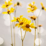 Brandie Vincek, Nature Photography