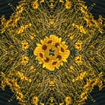 Brandie Vincek, Photo Manipulation