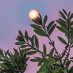 Brandie Vincek, Nature Photography