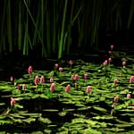 Brandie Vincek, Nature Photography