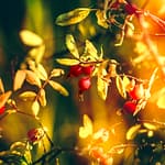 Brandie Vincek, Nature Photography